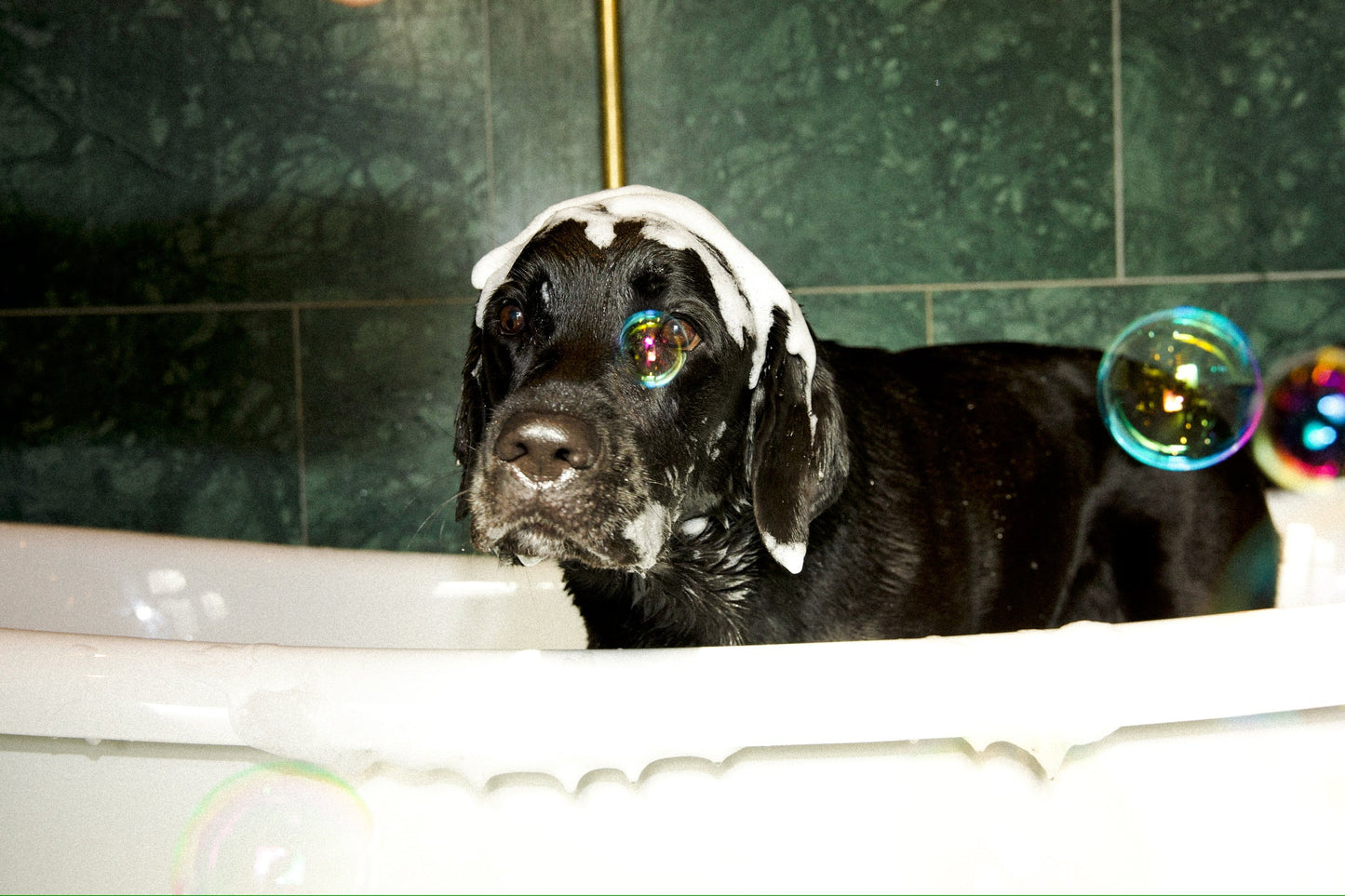 Pawdicure Wash